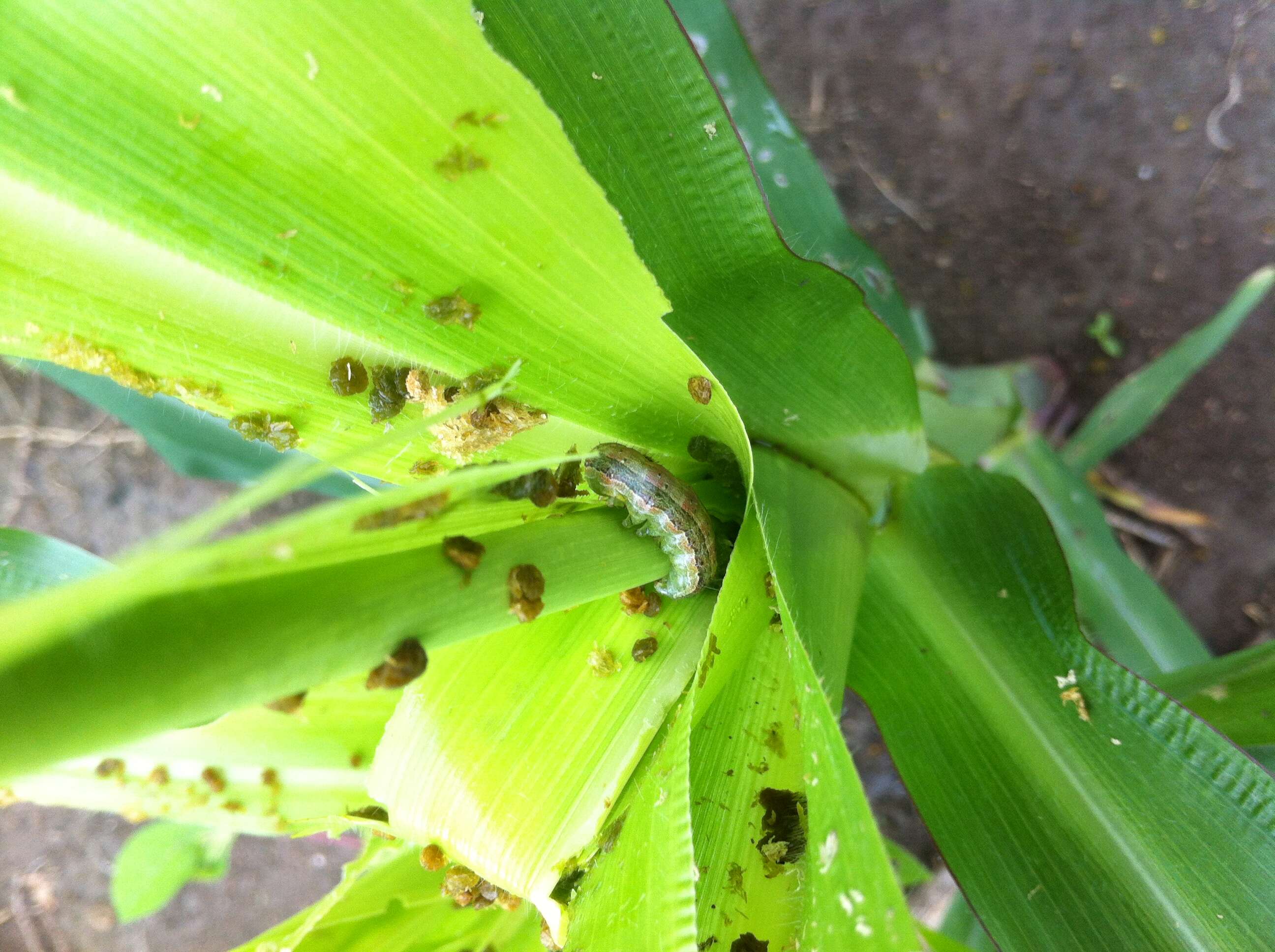 Image of Zea mays Saccharata