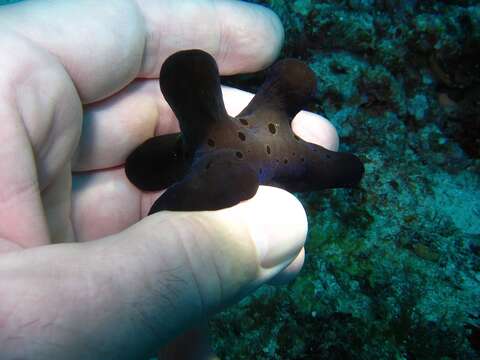 Image of Maldives sponge snail