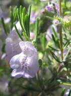 Image of false rosemary