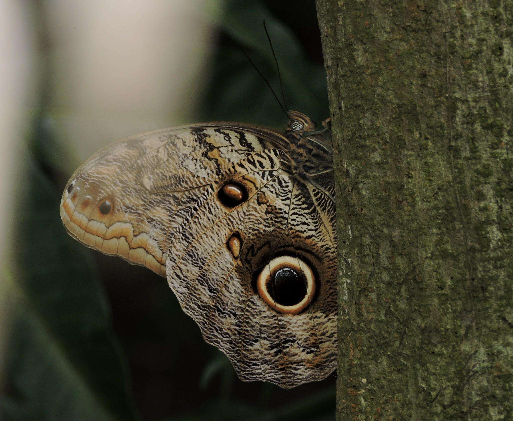 Imagem de Caligo brasiliensis Felder 1862