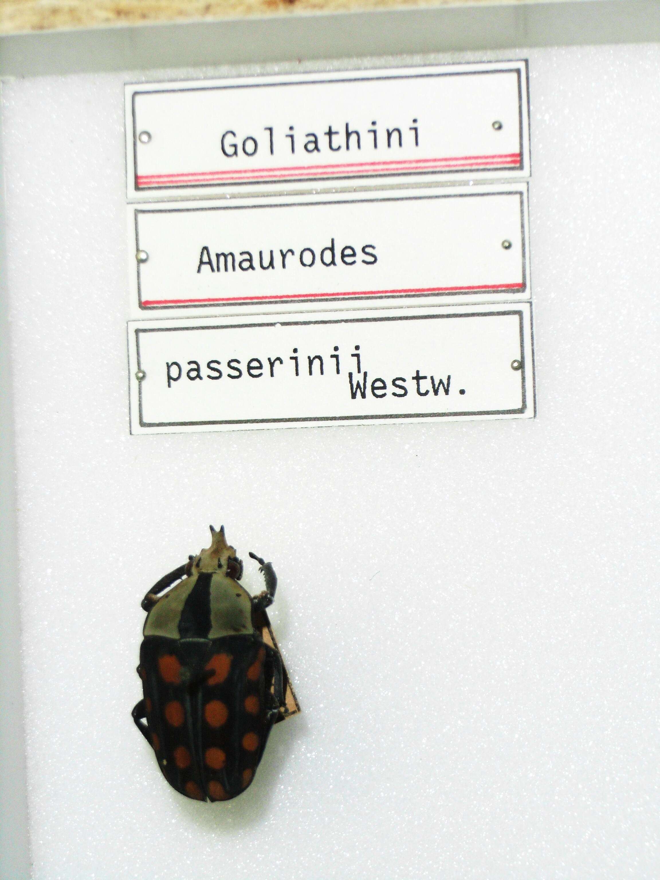 Image of Mecynorhina (Amaurodes) passerinii (Westwood 1843)