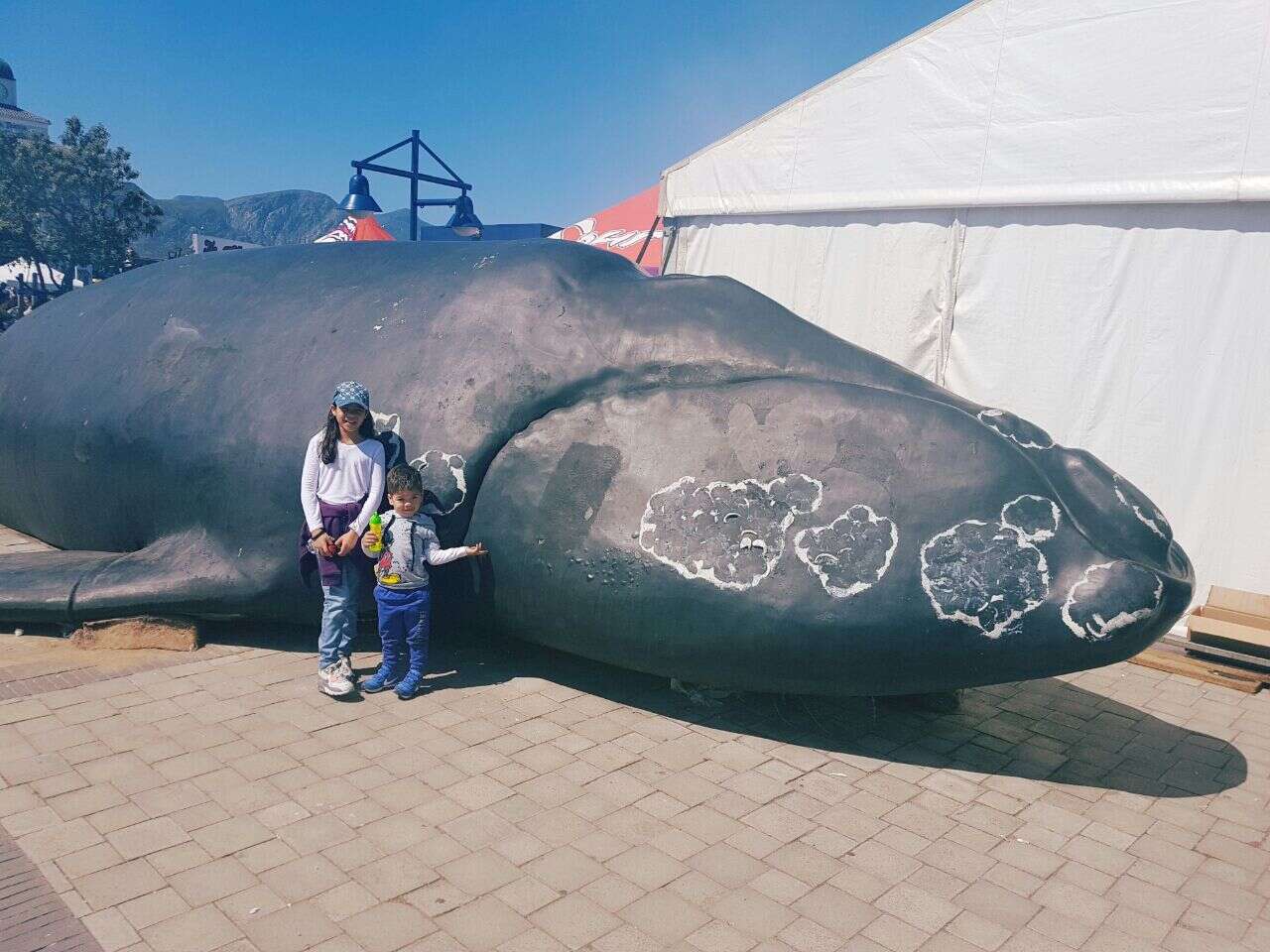 Image of Southern Right Whale