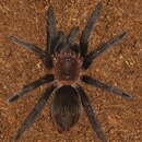 Image of Mexican Rose Grey Tarantula