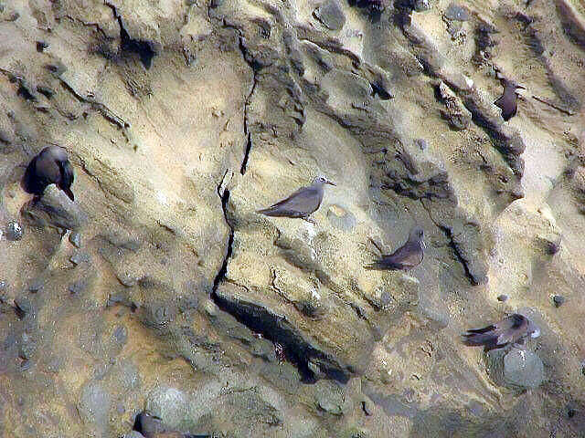 Image of Brown Noddy