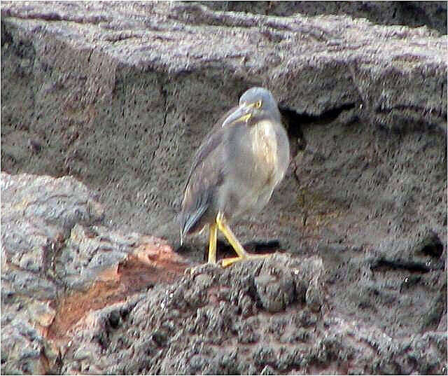 Image de Héron des Galapagos