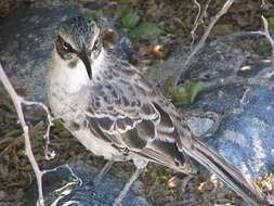 Image of Galapagos Mockingbird