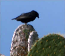 Image of Sharp-beaked Ground Finch