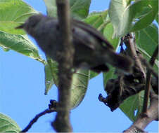 Image of Green Warbler-Finch