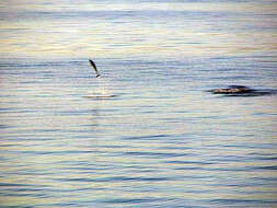 Image of Atlantic Dolphin