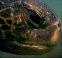 Image of Galápagos green turtle