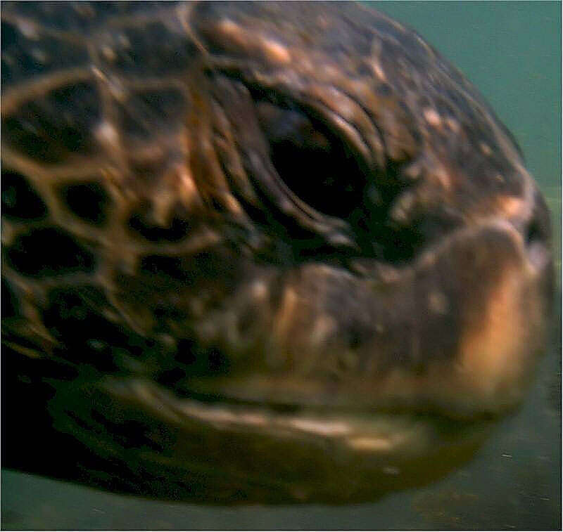 Image de Chelonia mydas agassizi Bocourt 1868