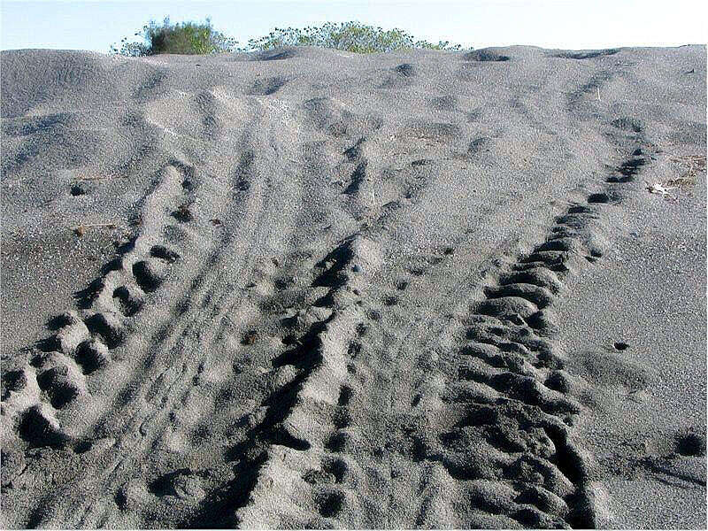 Image of Galápagos green turtle