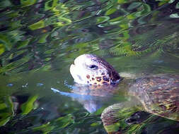 Image of Galápagos green turtle