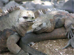 Image of marine iguana