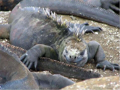 Image of marine iguana