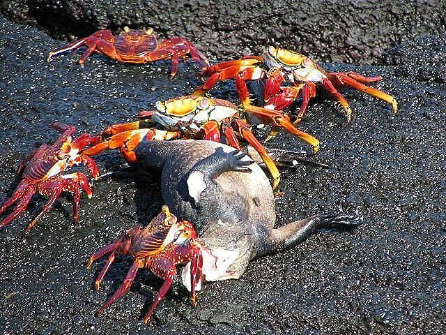 Image of marine iguana