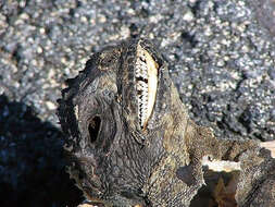 Image of marine iguana