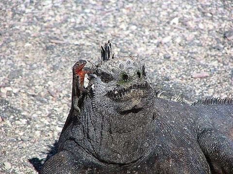 Image of marine iguana