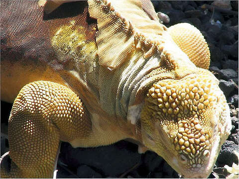 Image of Galapagos Land Iguana