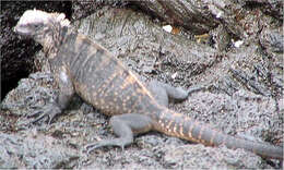 Image of Galapagos Land Iguana