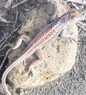 Image of Galapagos Lava Lizard