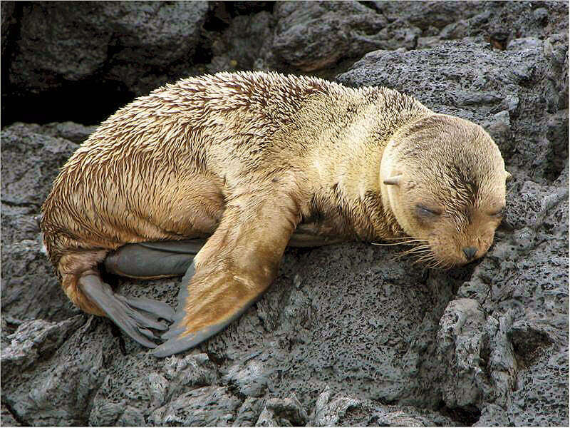 Image of Galapagos Fur Seal