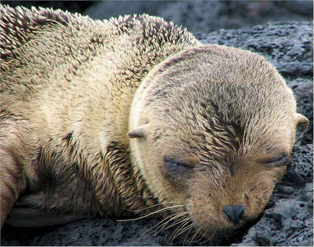 Image de Arctocéphale des Galapagos