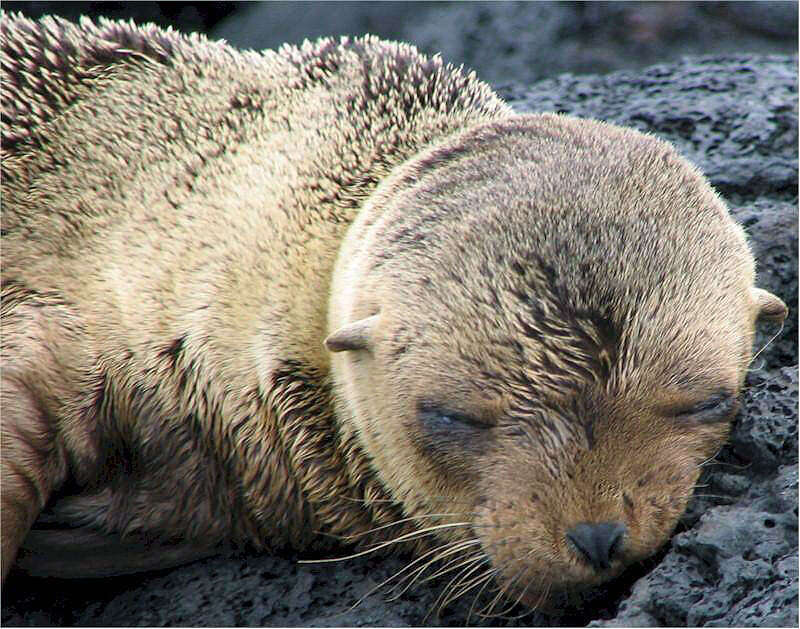 Image de Arctocéphale des Galapagos