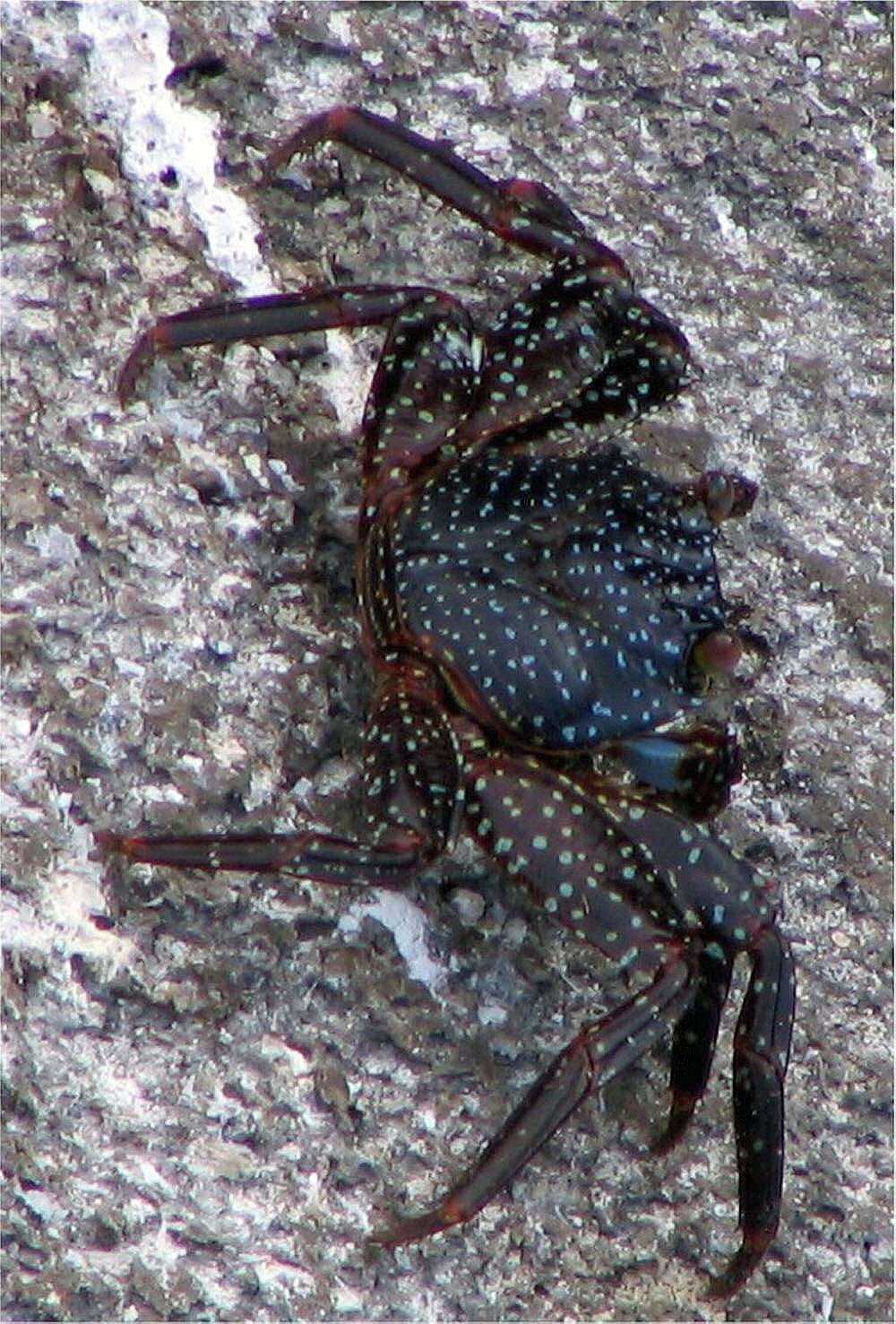Image of Sally lightfoot crab
