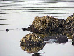 Image of Brown Noddy