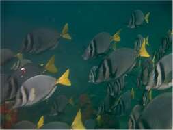 Image of Razor Surgeonfish