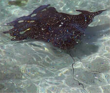 Image de Requin des Galapagos