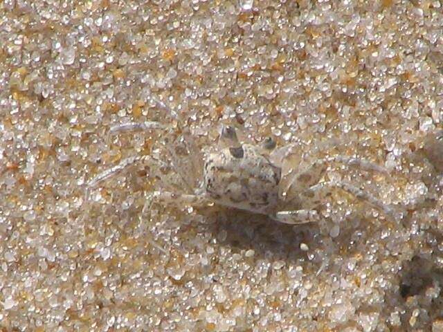 Image of Atlantic Ghost Crab