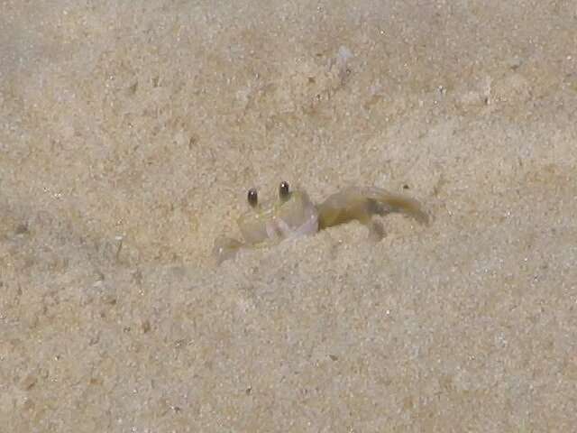 Image of Atlantic Ghost Crab