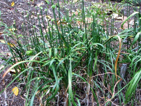 Image of Allium thunbergii G. Don