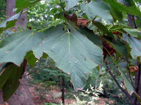 Image of Nippon maple