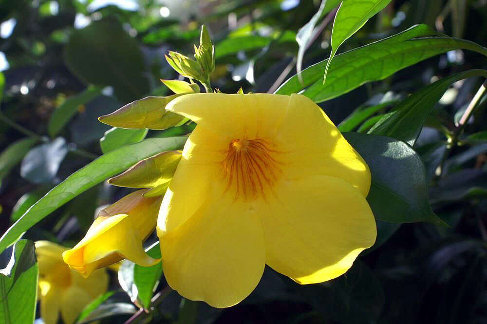 Image of bush allamanda