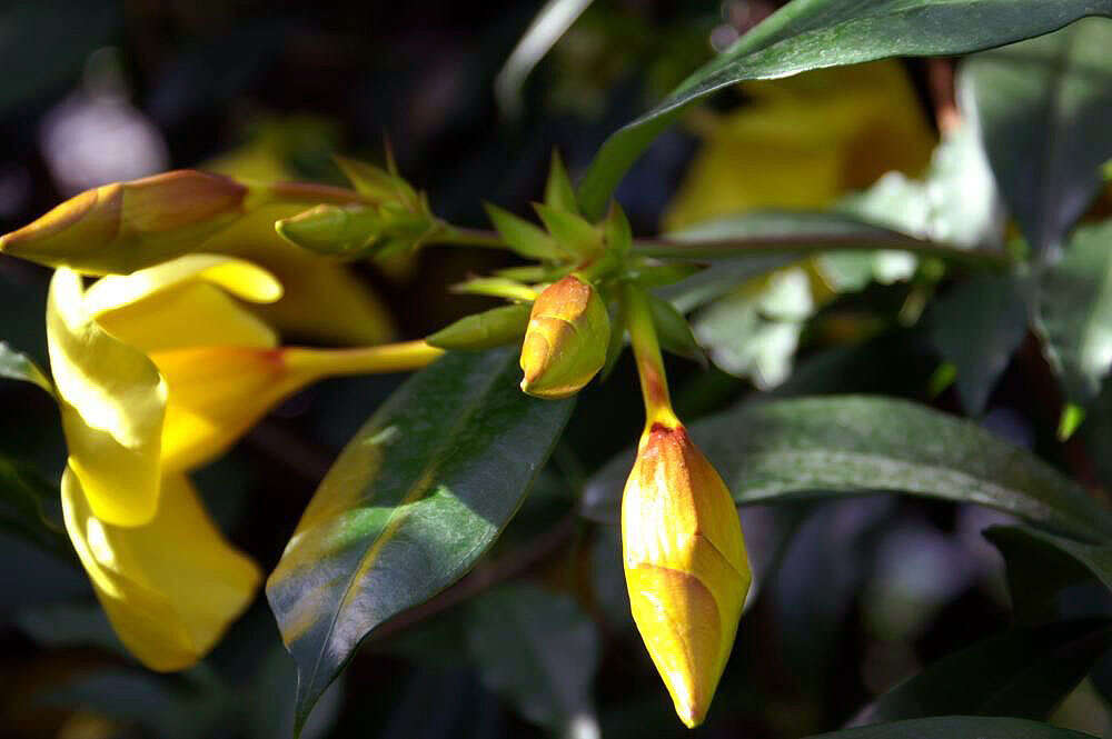 Image of golden trumpet