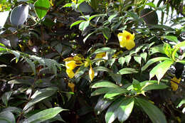 Image of bush allamanda