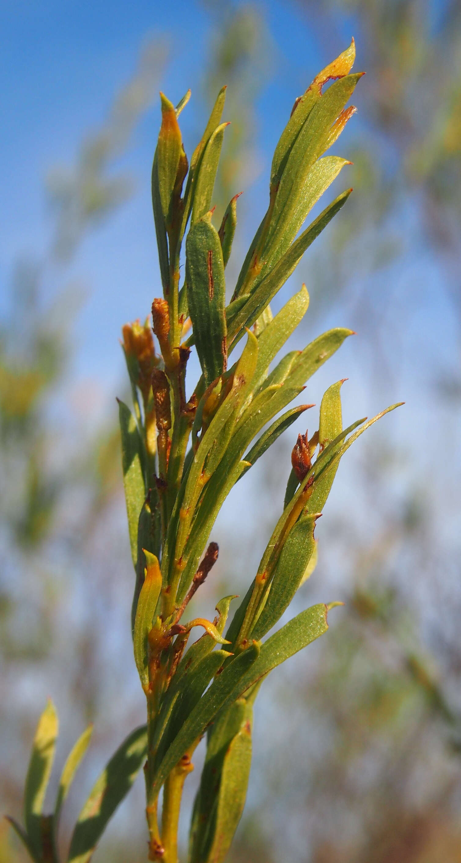 Image of Acacia lysiphloia F. Muell.