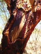 Image of Inland bloodwood