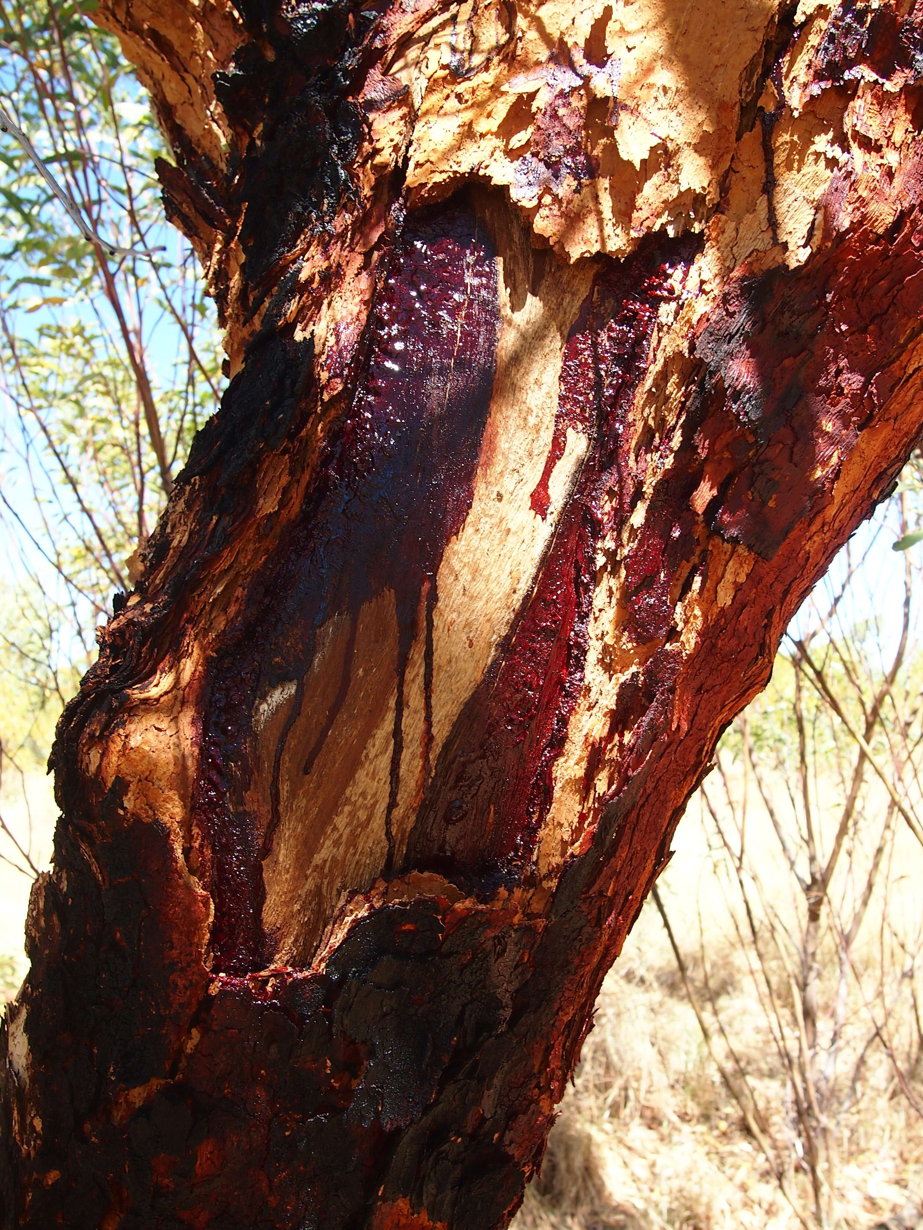 Image of Inland bloodwood