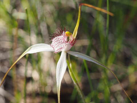 Image of Stark white spider orchid