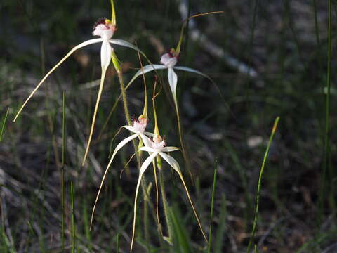 Image of Stark white spider orchid