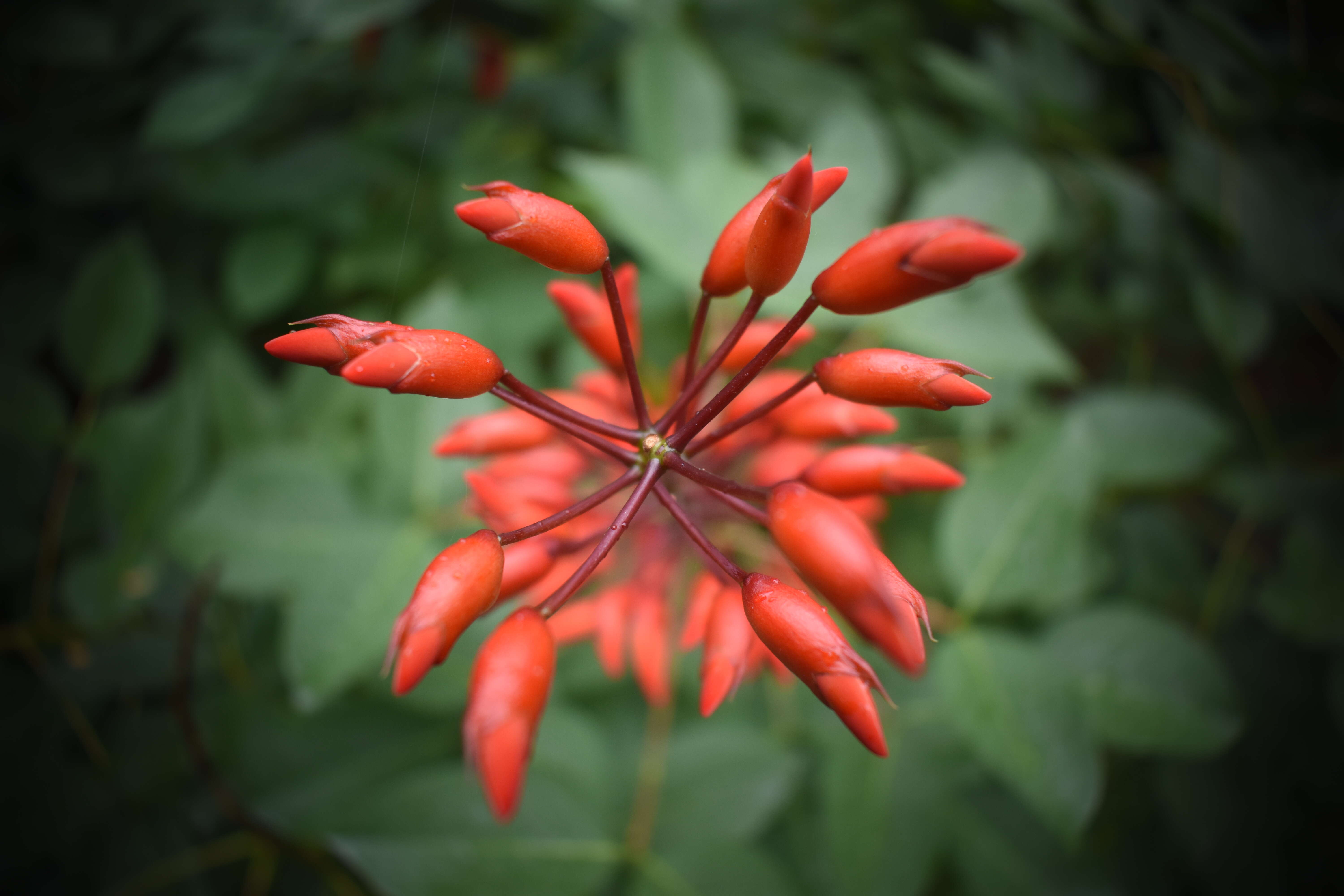 Imagem de Erythrina crista-galli L.