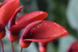 Imagem de Erythrina crista-galli L.