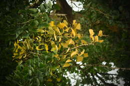 Image of Ginkgoopsida