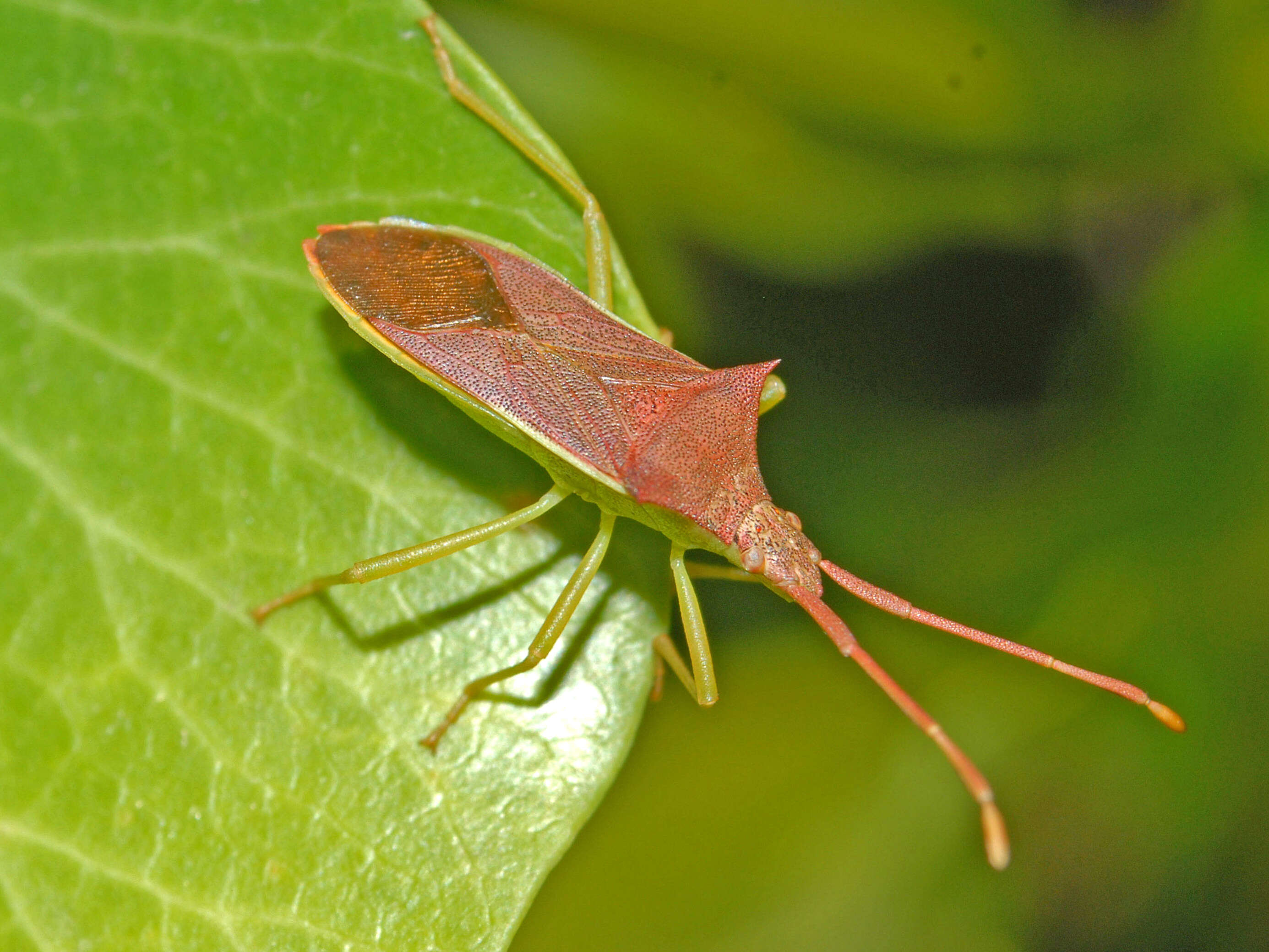 Image of Gonocerus insidiator (Fabricius 1787)