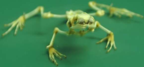 Image of Black-legged Poison Frog