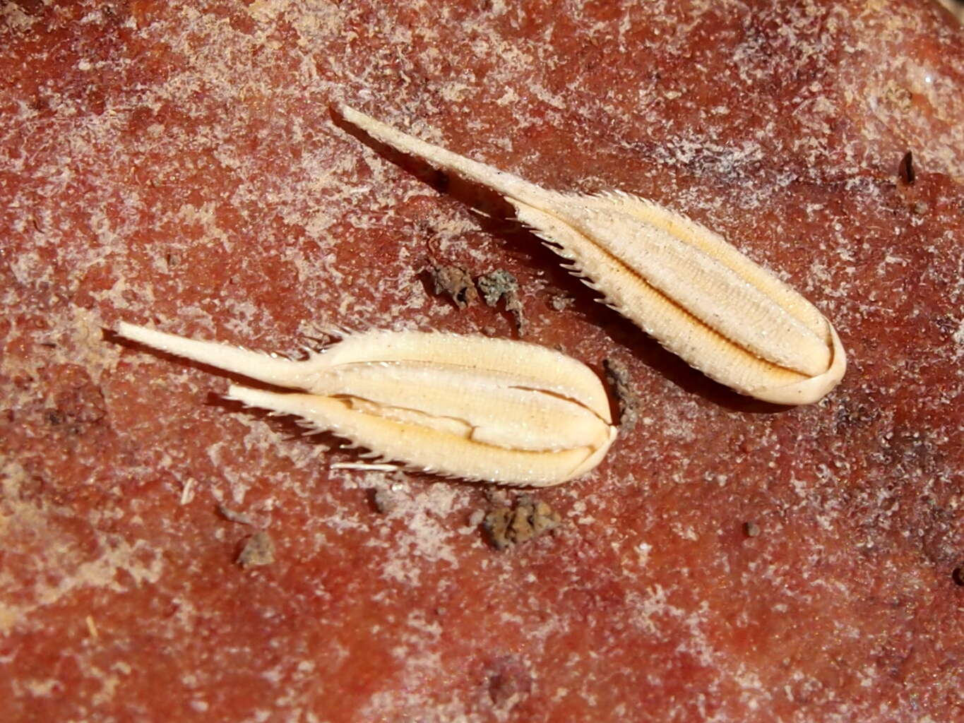 Image of Oryza australiensis Domin